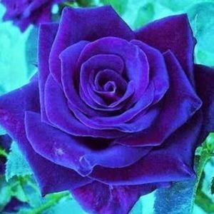 Meet your Posher, Hoa